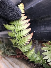 Dryopteris filix-mas