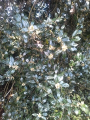 Ilex aquifolium