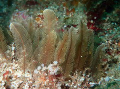Gymnangium montagui