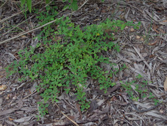 Pycnospora lutescens