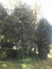 Ilex aquifolium