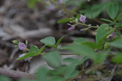 Pycnospora lutescens