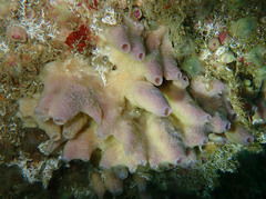 Haliclona viscosa