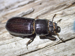 Aulacocyclus