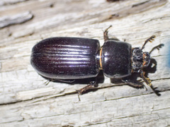 Aulacocyclus