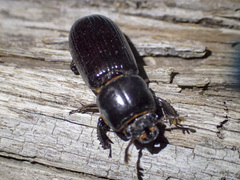 Aulacocyclus