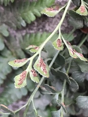 Asplenium ruta-muraria