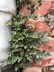 Asplenium ruta-muraria