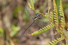 Eusynthemis aurolineata