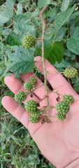 Rubus erythrocladus