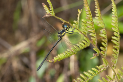 Eusynthemis aurolineata