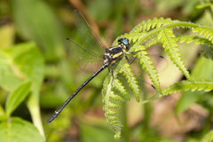 Eusynthemis aurolineata