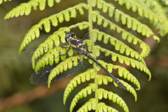 Eusynthemis aurolineata