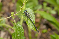 Eusynthemis aurolineata