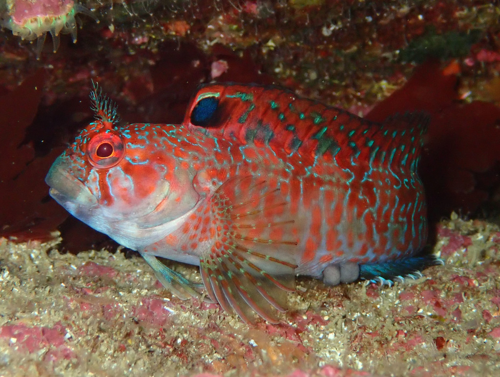 Portuguese Blenny