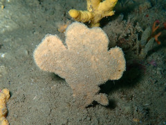 Phakellia ventilabrum