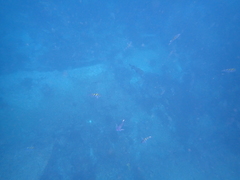 Diodon hystrix