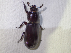 Aulacocyclus edentulus