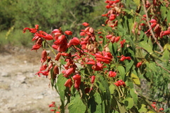 Salvia sessei