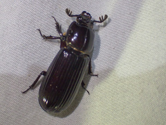 Aulacocyclus edentulus