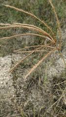 Trichloris pluriflora