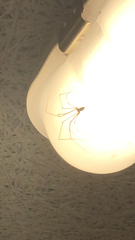 Pholcus phalangioides