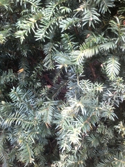 Taxus baccata