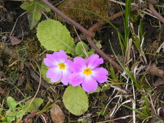 Primula vulgaris rubra