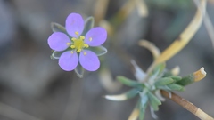 Spergularia rubra