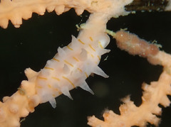 Simnia hiscocki