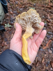 Winter chanterelle (Cantharellus tubaeformis)