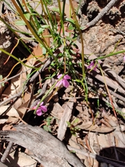 Tetratheca subaphylla