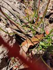 Tetratheca subaphylla