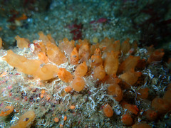 Stolonica socialis