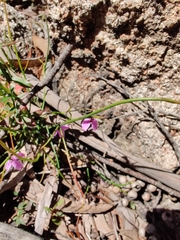 Tetratheca subaphylla