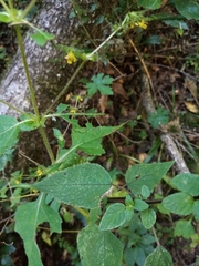 Sigesbeckia jorullensis