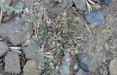 Spergularia rubra