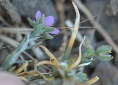 Spergularia rubra