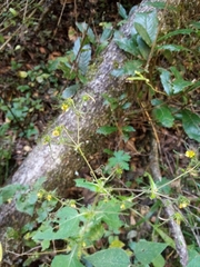 Sigesbeckia jorullensis