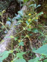 Sigesbeckia jorullensis