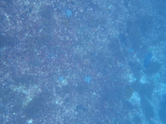 Thalassoma lucasanum
