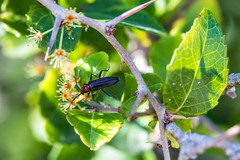 Stenosphenus dolosus