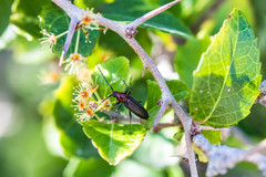 Stenosphenus dolosus