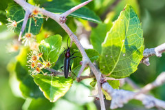 Stenosphenus dolosus