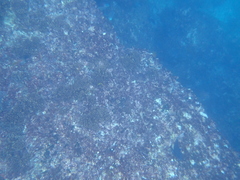 Thalassoma lucasanum