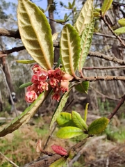 Elaeocarpus holopetalus