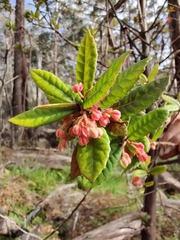 Elaeocarpus holopetalus