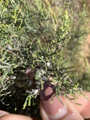 Dicerothamnus