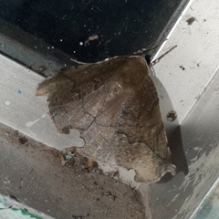 Phyllodonta alajuela