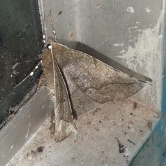 Phyllodonta alajuela